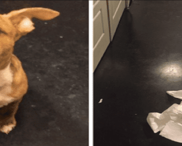 Puppy Has An Accident On The Floor, Hilariously Tries To Clean It Up Himself…