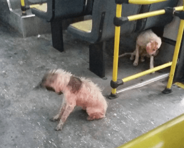Driver Pulls Over During Downpour, Allowing Two Stray Dogs To Seek Shelter On His Bus