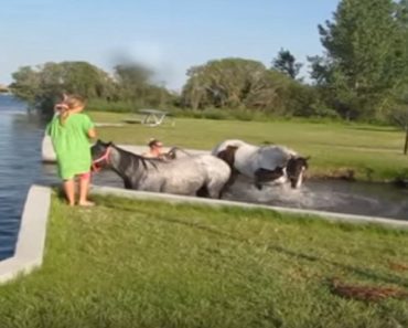Two Horses First Experience At The Lake Is Hilarious