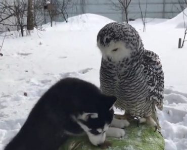 Husky Puppy Shares Incredible Friendship With Owl