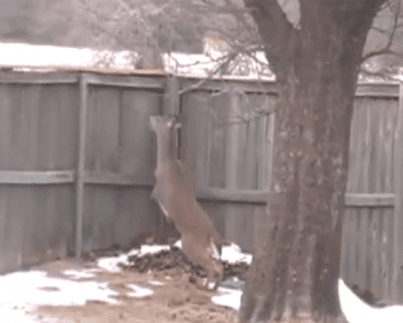 Frightened Deer Scales 6 Foot Fence To Escape Backyard