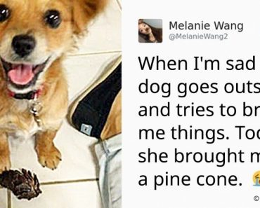 15 Times People Tweeted About Their Unforgettable Interactions With Animals
