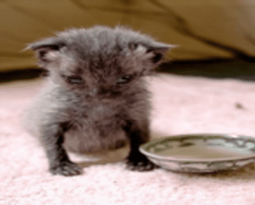 A Newborn Kitten Found In The Cold And Pouring Rain Felt Love For The First Time