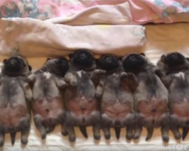 Mom Lines Up These Sleeping Puppies In The Bed, When She Notices Their Bellies…