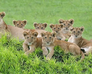 Lioness And Her 8 Cubs Pose For The Most Loving Family Portrait You Have Ever Seen