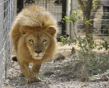 Thirty Three Lions Get Their First Taste Of Freedom After Being Rescued From Circuses