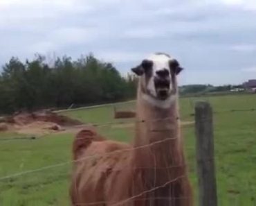 What Noise Does A Llama Make?