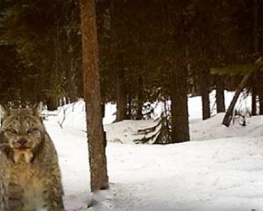 Researchers Studying A Lynx In The Wild Are Surprised By The Noise It Makes…