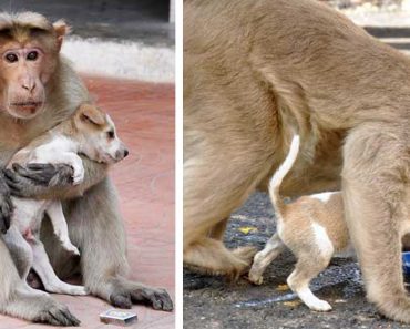 Monkey Finds Orphaned Puppy, Cares For It As If It Is Her Own Baby