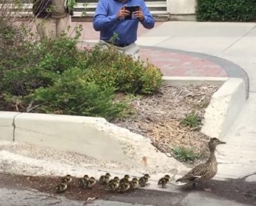 Mama Duck Is Leading Her Babies Through The Busy Road, But Watch What’s Behind Them…