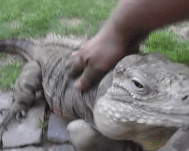 Owner Comes Home, Calls Out To Pet In Backyard And This Is Who Greets Him…