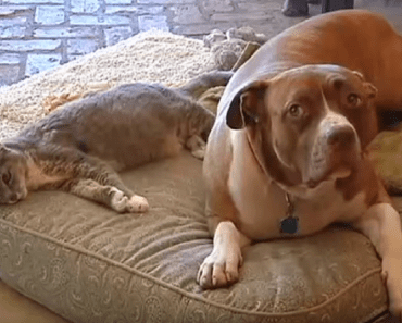 When Coyotes Grabbed This Family’s Cat By The Neck, Their Pit Bull Became Instant Hero