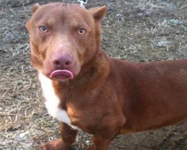 When A Pitbull And A Weiner Dog Have A Puppy… And This Is The Result!