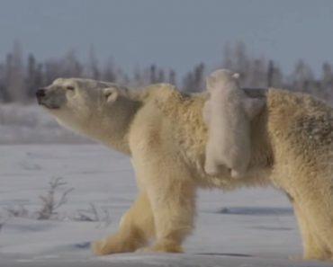 Adorable Polar Bear Family Playing In The Wild