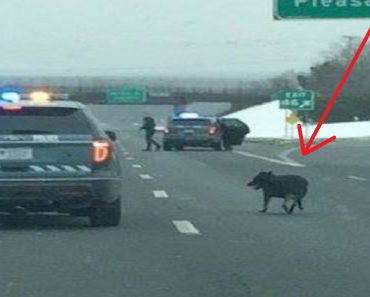When Police See A Stray Dog Run Onto Highway, They Jump Into Action To Help…