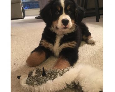 Bernese Mountain Dog Puppy’s First Bone – What A Priceless Moment!