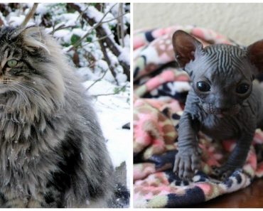 Rare Cat Breeds Most Pet Owners Don’t Even Realize Exist