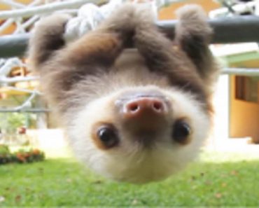 The Conversation Between Two Rescued Baby Sloths Is Absolutely Adorable