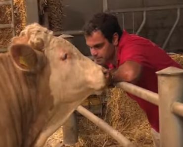 Bull Who Lived In Captivity His Entire Life Is Freed In This Beautiful Moment…