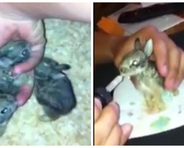 After Mother’s Death, Baby Bunnies Get Second Chance