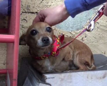 A Sick Three Legged Dog Sleeps In The Rain On A Shoebox And Waits Months To Be Rescued