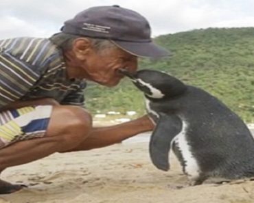 Penguin Eagerly Swims To Same Spot Every Year To Visit Man Who Saved His Life