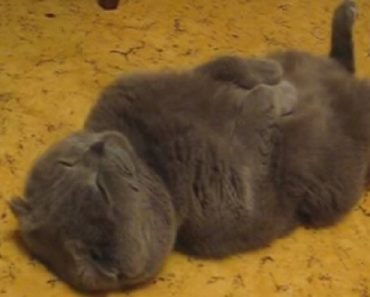 Scottish Fold Cat Sleeps In The Kitchen To Be Near Food