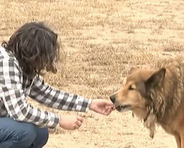 After Roaming Streets Of A Texas Town For Years, Stray Dog Finally Gets A Home