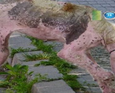 Street Dog Discovered In Unthinkable Condition Makes The Most Remarkable Recovery Imaginable…