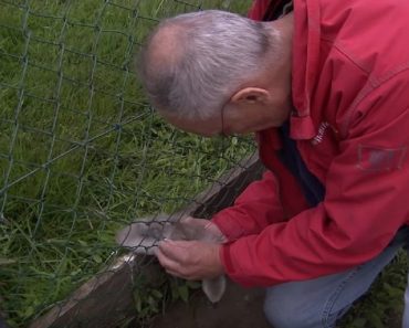 This Man Is Trying To Rescue A Baby Swan, But Keep Your Eyes On Papa Swan…