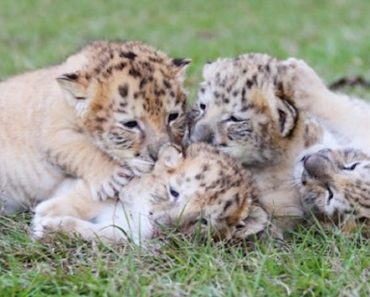 See The ONLY Known White “Liger” Cubs, And They Are Adorable!