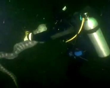 Scuba Diver Swims With World’s Largest Wolf Eel Population