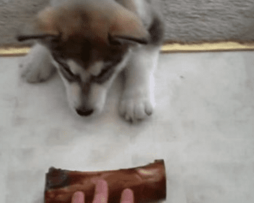 Alaskan Malamute Puppy Baffled By His First Bone