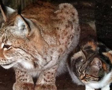 A Homeless Calico Cat Sneaks Into A Lynx Habitat At The Zoo. What Happens Next Is Amazing!