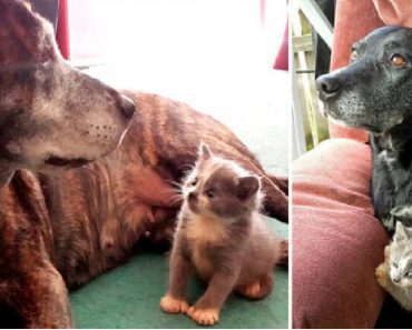 One-Week-Old Kitten Is Adopted By An Unlikely Pair Of Animals