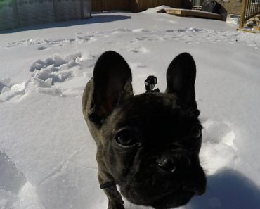 French Bulldog Puppy Baffled By Sliding Ice Chunks
