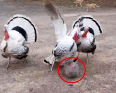 When She Puts The Ball Down In Front Of Turkeys, Their Reaction Is Beyond Hilarious…