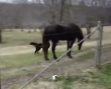 He Rushes Over After His Horse Makes Strange Noises, Quickly Realizes What’s Happening