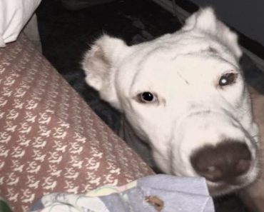 Rescue Dog Wakes Mom On Second Night In New Home With Unforgettable “Thank You” Gesture
