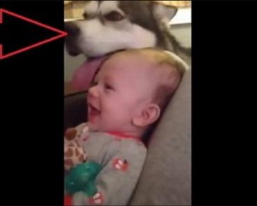 Baby Has Mind Blown By Howling Husky