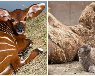 13 Baby Animals You Have Probably Never Seen Before
