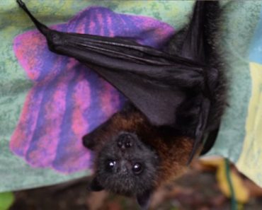 Baby Bat Chirps For Cuddles