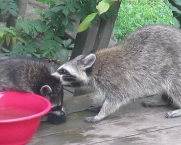 Baby Raccoon Receives ‘Spring Cleaning’ From His Mother