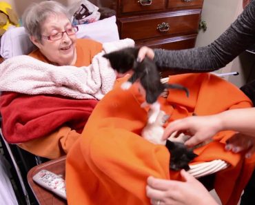 Woman In Hospice Gets Her Dying Wish: Basket Of Precious Kittens!