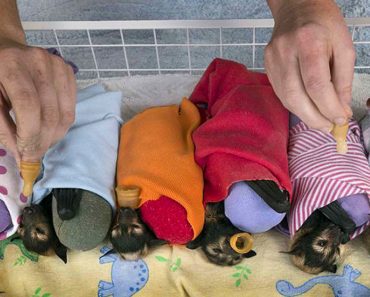 Ever Heard Of A Bat Hospital? We Hadn’t, But It Exists And It’s Adorable!