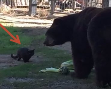 Bear And Cat Have An Unusual Companionship At The Zoo That Truly Fascinates Visitors