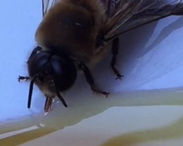 Man Saves Exhausted Bee By Serving It Honey