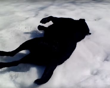 They Take Their Black Lab Out To Play In The Snow. What He Does Instead Is Hilarious!