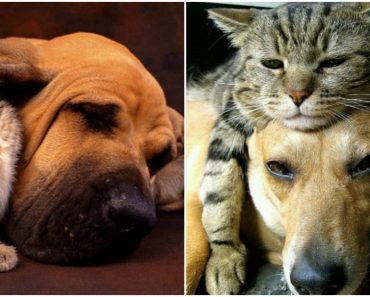 Adorable Photos Of Cats And Dogs Who Were Made For Each Other