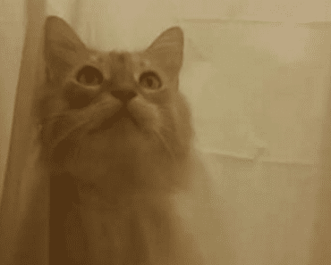 Cat Rips Through Shower Curtain For Bath Time